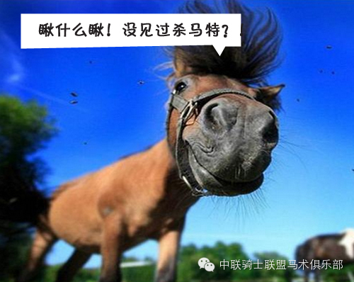 囧马的十个搞笑瞬间，当时我就笑喷了！